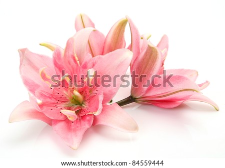  Pink lily
