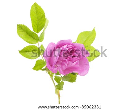 pink dog rose on a white background