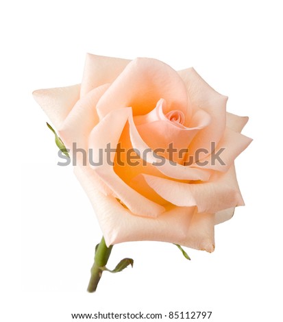 Cream rose with stem isolated on white
