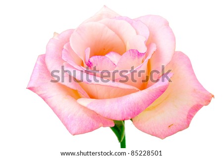 Beautiful pink rose isolated on white