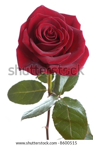 dark red rose isolated on white