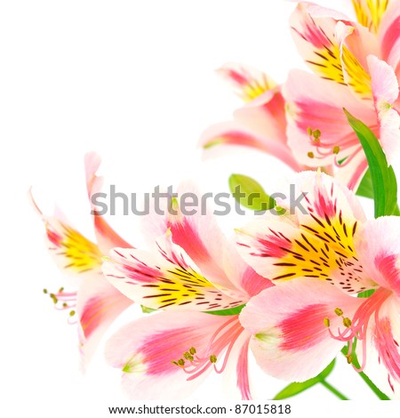Pink flowers isolated on a white background