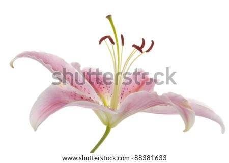 pink lily flower bloom over white background