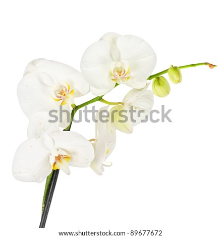 White orchid closep on a white background