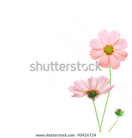 pink moscos flowers isolated on white