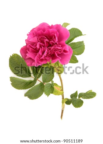 Red rose flower in full bloom isolated over white background. Rosa rugosa .