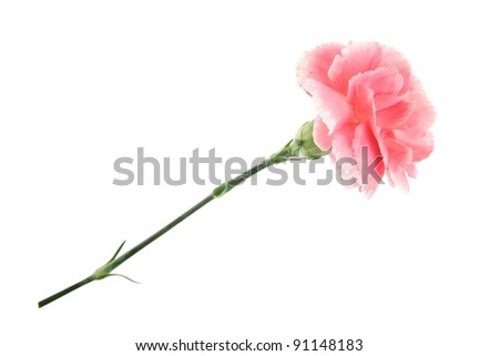 carnation isolated