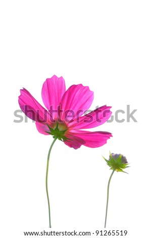 Pink color daisies in grass field with white background