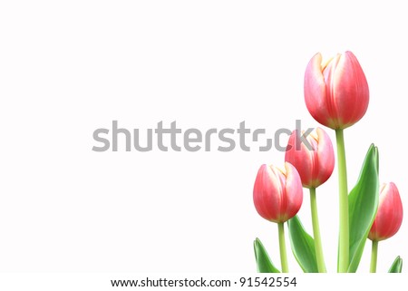 tulip frame decorate on white.