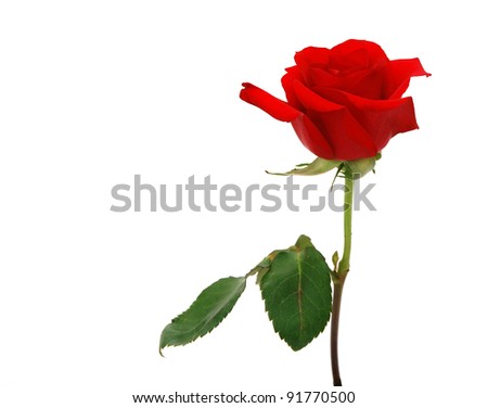 A rose gift