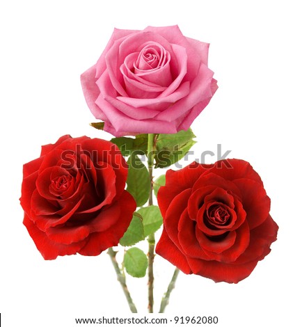 Bunch of red and pink roses isolated on white