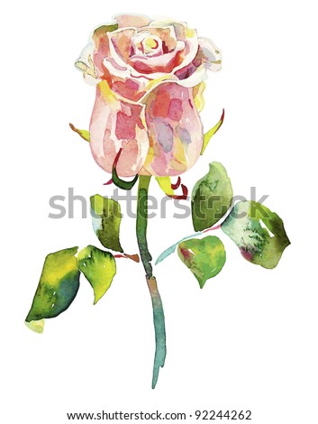 pink watercolor rose