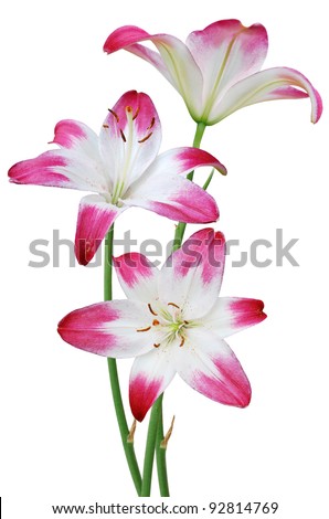 the fresh lily blooming bouquet