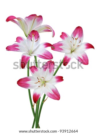 A spring lilies bouquet