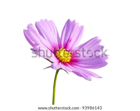 Pink daisy flowers on the background