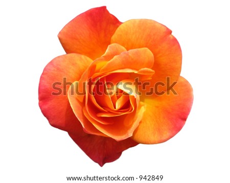 Orange Rose on white background