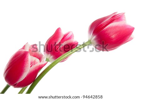 Bouquet of pink flowers isolated on white