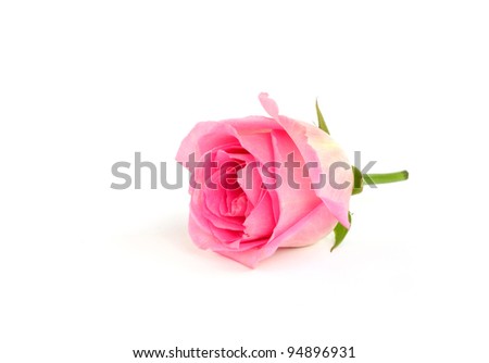 splendid pink rose