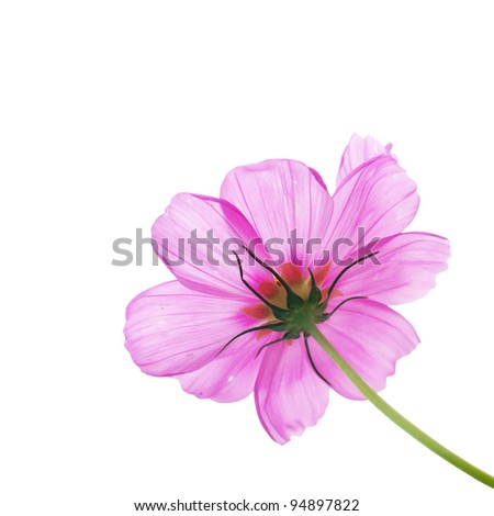 Pink flower of cosmos isolated on white background