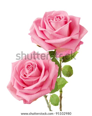 Bunch of rosy roses isolated on white