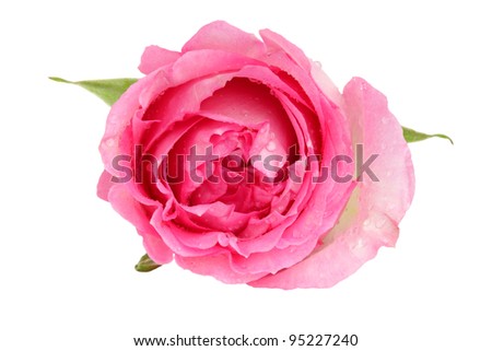 Top view of a beautiful pink rose