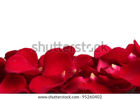 beautiful petals of red roses isolated on white