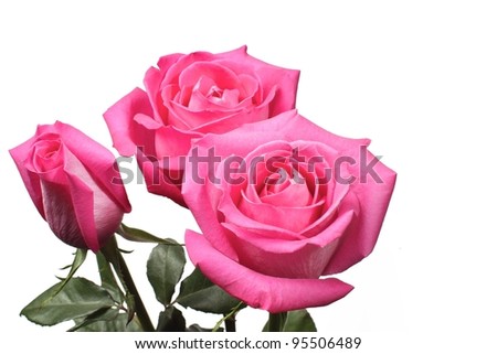 Group of three pink hybrid tea roses, horizontal layout, isolated on white background with copy space