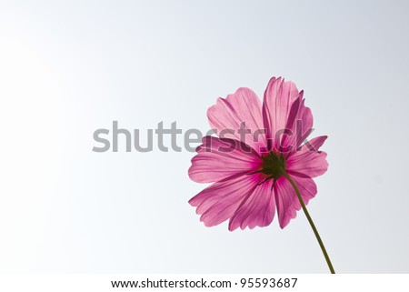 Pink Cosmos flowers on white sky background