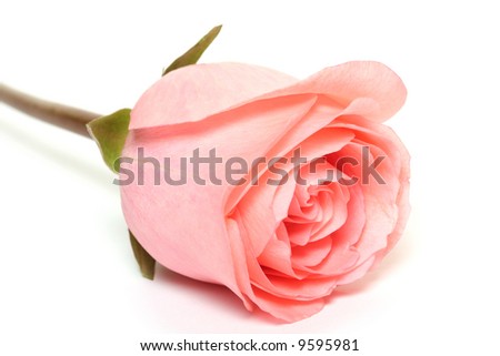 rose. macro