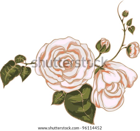 Beautiful pink rose. Vector illustration