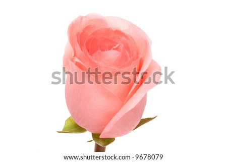 rose. macro
