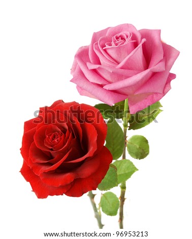 Bunch of pink and red roses isolated on white background