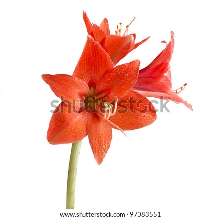 red flower of the lily