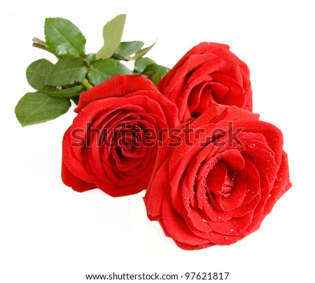 Bunch of velvet red roses isolated on white