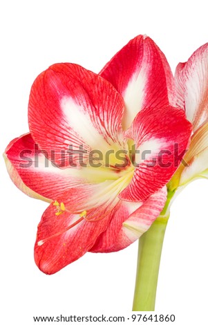 Close up of an amaryllis flower on a white background