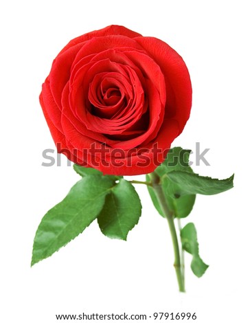 Red velvet rose with leaves isolated on white background