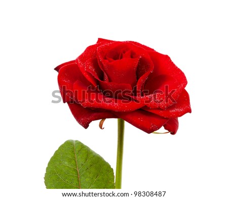 Red rose with fallen leaves over white background