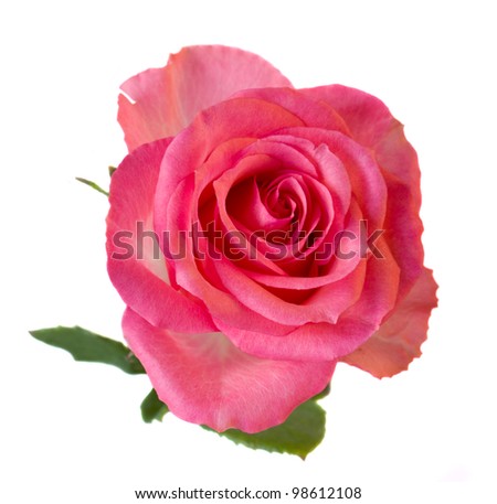 fresh pink rose isolated on white background