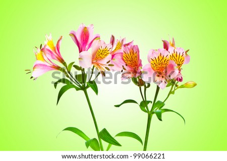 Colourful lilies against gradient background
