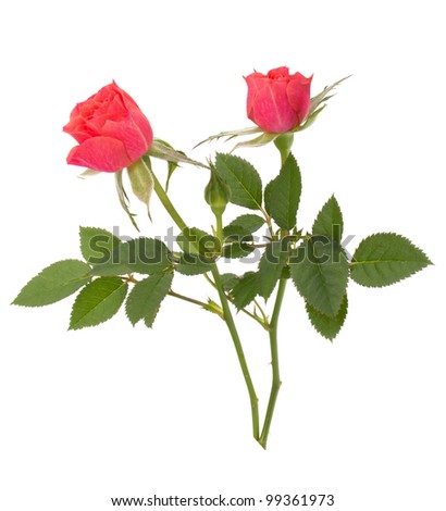 Beautiful rose pair  isolated on white background