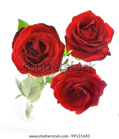Three Red rose isolated on white