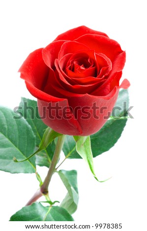 Beautiful rose. Isolation on white